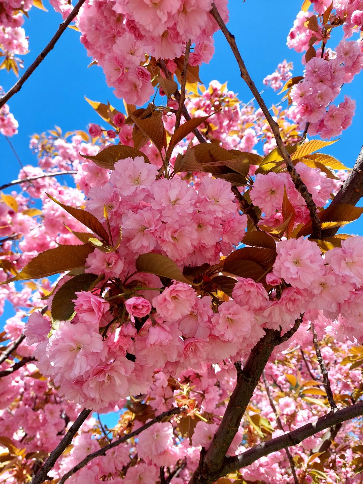 2-3 травня почне теплішати і противні заморозки відступлять! - Наталка Діденко 
